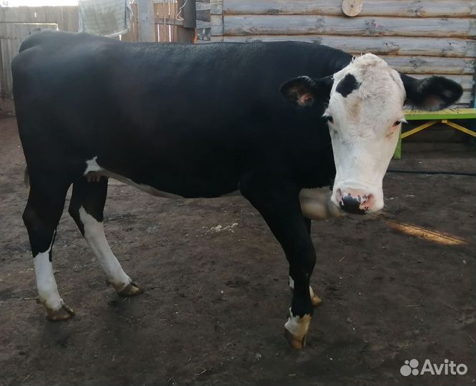 Стельная телка