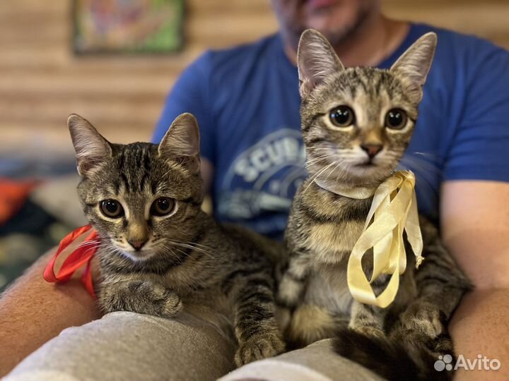 Котята, 4мес, лоток на 5+, проглистованы, привиты