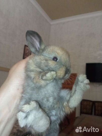 Декоративные крольчата