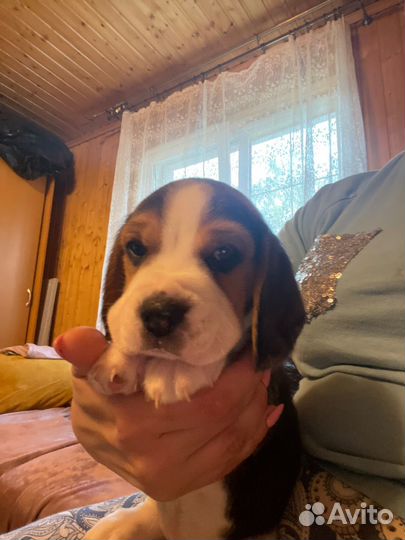 Щенки бигль