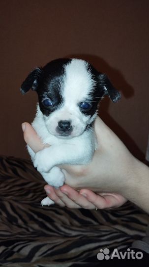 Щенки чихуахуа