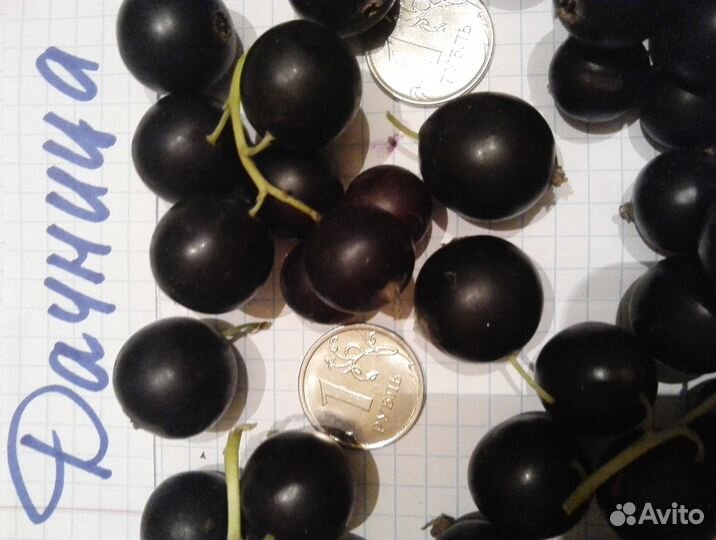 Продаются саженцы смородины