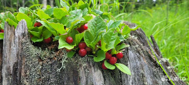 Сироп красники (клоповки) для здорового питания