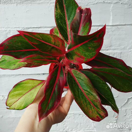 Аглаонема Крит