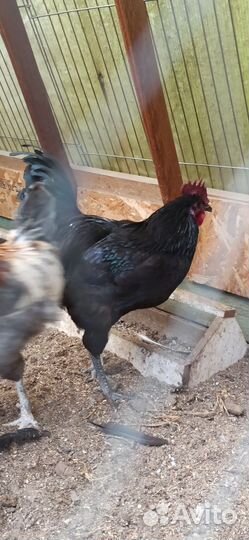 Петух чёрный оливеггер