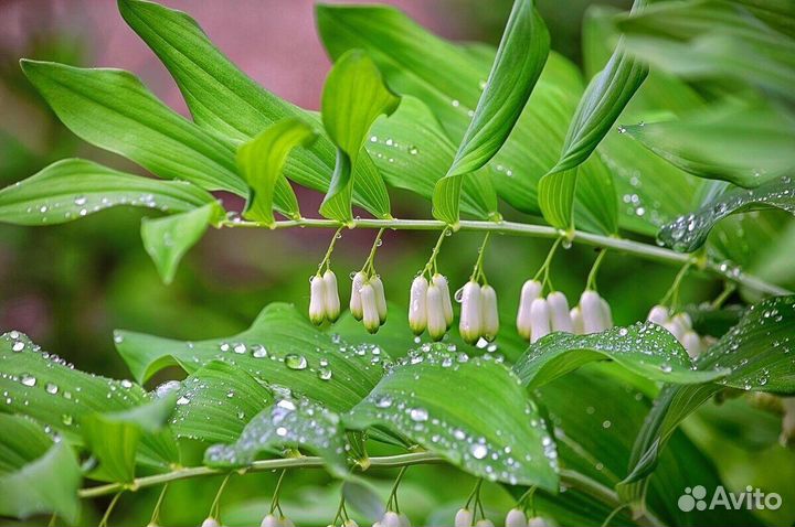 Садовые излишки