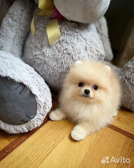 Шпиц малышка