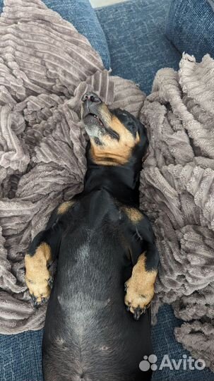 Такса вязка