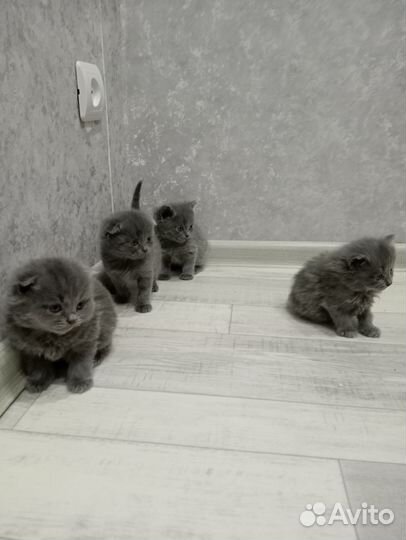 Британские вислоухие котята