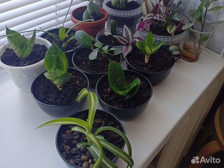 Комнатные растения цветы