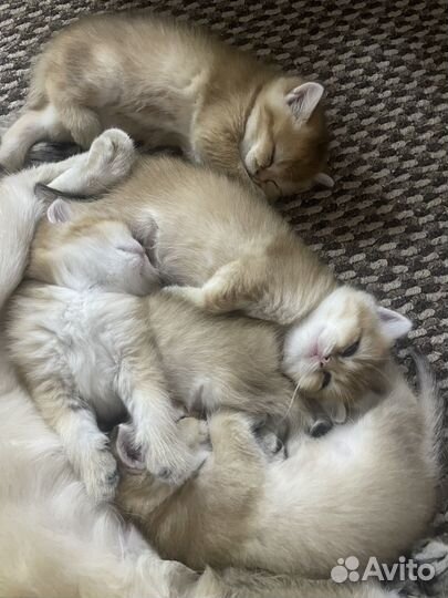 Котята золотая шиншилла
