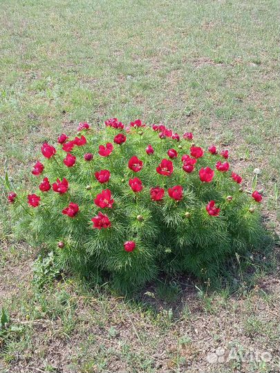 Досмотреть