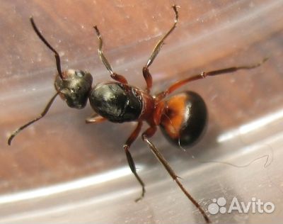 Муравьи:Lasius niger,Lasius flavus