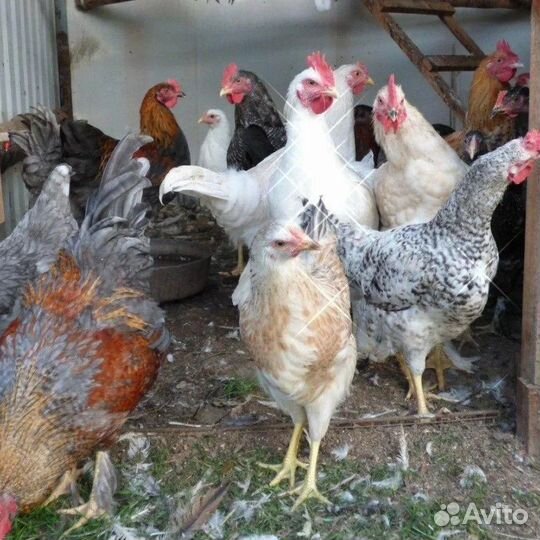 Молодые петухи