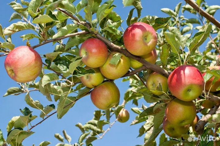 Яблоня 3х лет из питомника
