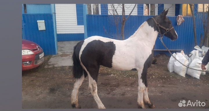 Лошади