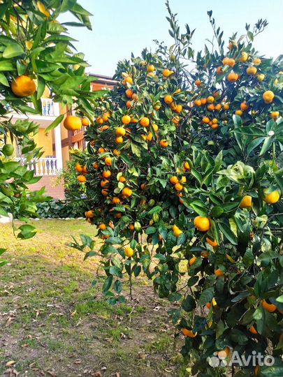 Тур в Абхазию. (3-6 ноябрь)