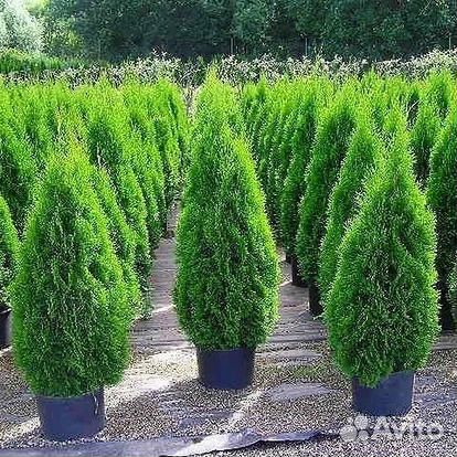 Туи можжевельник сосна оптом