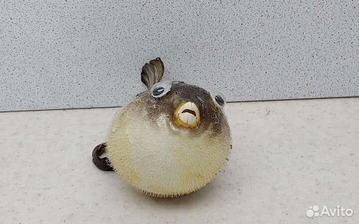 Рыба Попугай 10,7 морской сувенир подарок