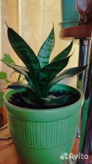 Сансевиерия