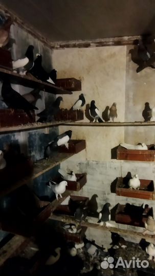 Голуби бакинцы, такла