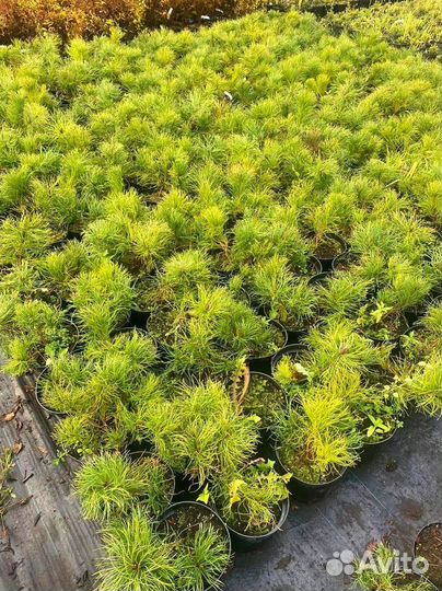 Сосна горная