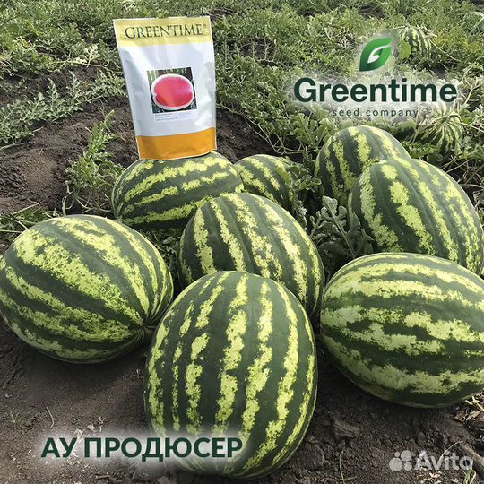 Семена арбуза Продюсер