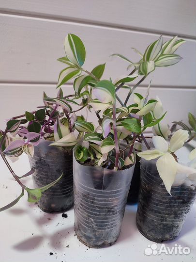 Сигнониум, Хлорофитум, Традесканция