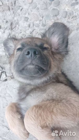 Отдам щенка в хорошие руки