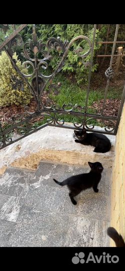 Раздам котят