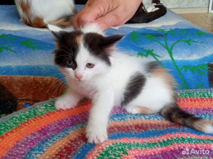 Котята в добрые руки бесплатно