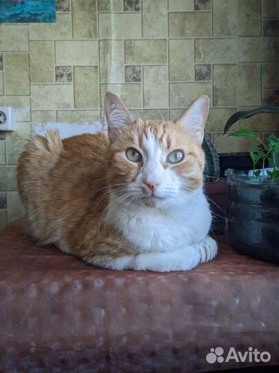 Кошка ищет дом