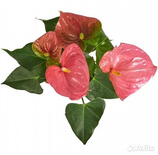 Антуриумы сортовые