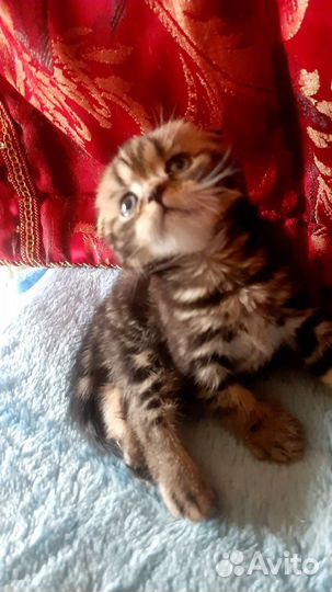 Шотландский вислоухий котик