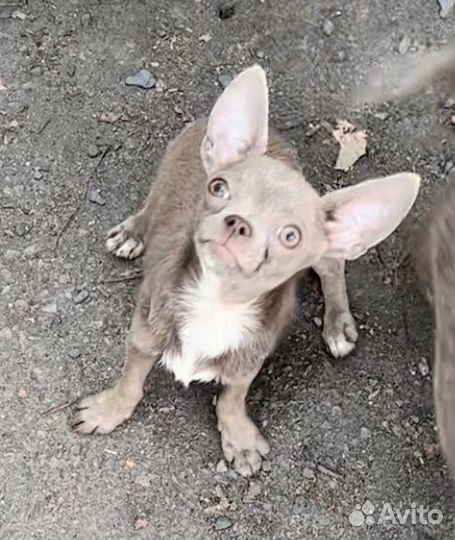 Лиловый мальчик чихуахуа. Для обожания