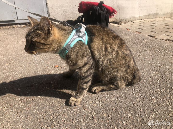 Кошка на счастье