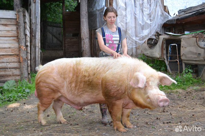 Поросята Ландрас