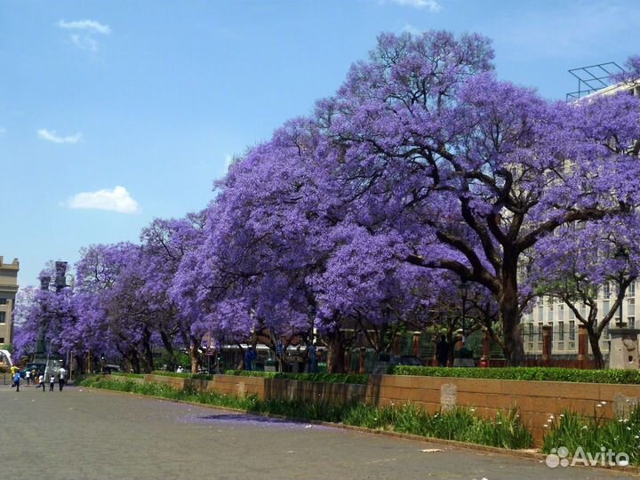 Павловния (саженцы 6 месячные)
