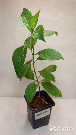 Гортензия Пиксио однолетка