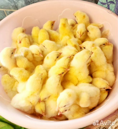 Цыплята бройлеры кобб 500