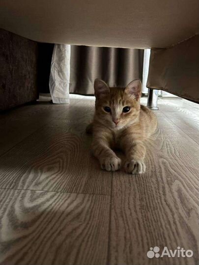 Кот 5 месяцев