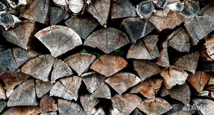 Береза на выбор