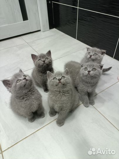 Шотландская