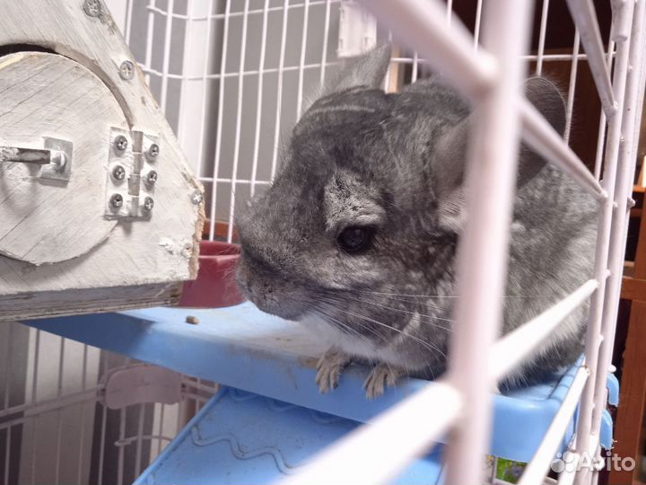 Шиншилла с клеткой