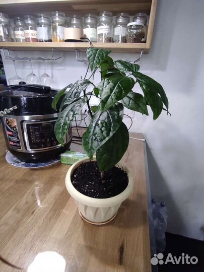 Клеродендрум и драцена