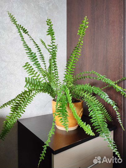 Комнатное растение Папоротник Нефролепис