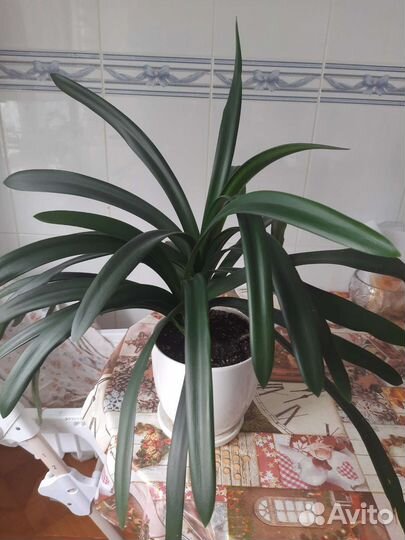 Кливия хоя гиностемма гибискус