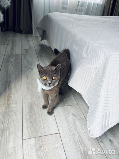 Кошка британка
