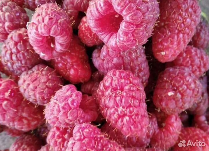 Саженцы малины