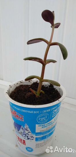 Комнатные растения